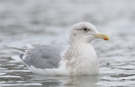 Glaucous-winged Gull (Larus glaucescens) photo
