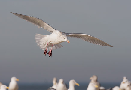 Glaucous-winged Gull (Larus glaucescens) photo
