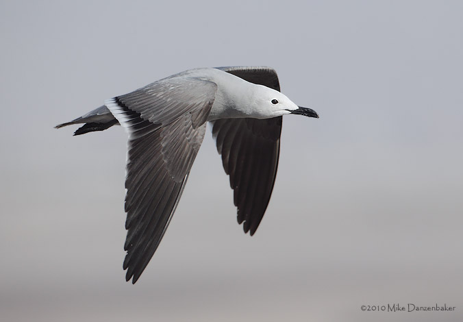 Gray Gull (Leucophaeus modestus) photo