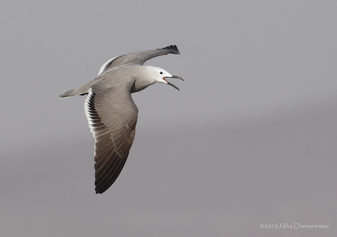 Gray Gull (Leucophaeus modestus) photo