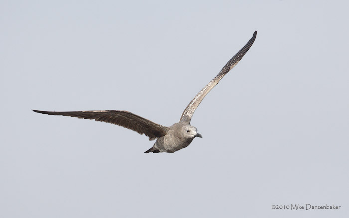 Gray Gull (Leucophaeus modestus) photo