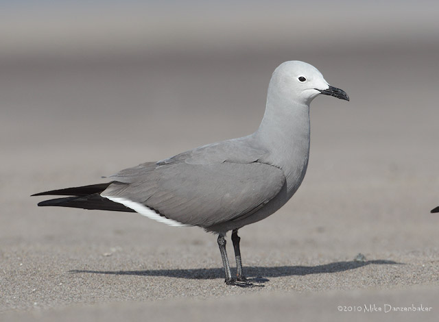 Gray Gull (Leucophaeus modestus) photo