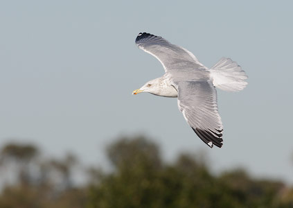 American Herring Gull (Larus argentatus) photo