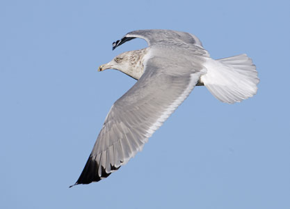 American Herring Gull (Larus argentatus) photo