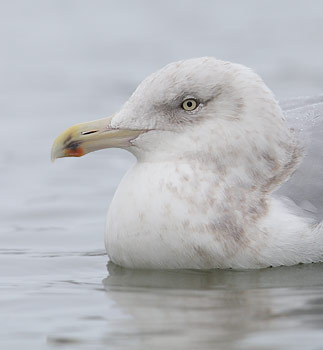 American Herring Gull (Larus argentatus) photo