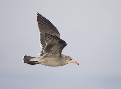 Heermann's Gull (Larus heermanni) photo