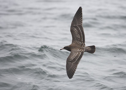Heermann's Gull (Larus heermanni) photo