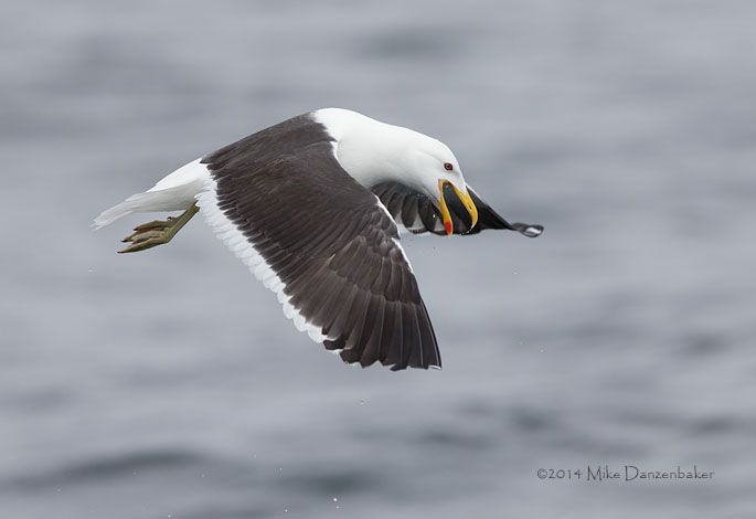 Kelp Gull (Larus dominicanus) photo