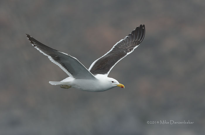 Kelp Gull (Larus dominicanus) photo