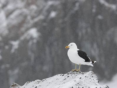 Kelp Gull (Larus dominicanus) photo