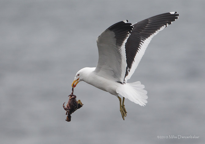 Kelp Gull (Larus dominicanus) photo