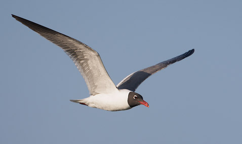 Laughing Gull (Larus atricilla) photo