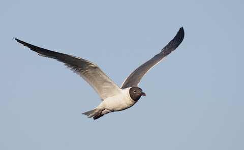 Laughing Gull (Larus atricilla) photo