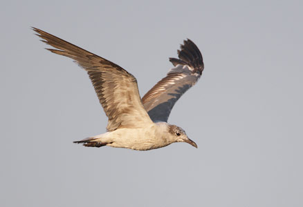 Laughing Gull (Larus atricilla) photo