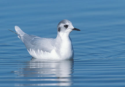 Little Gull (Hydrocoloeus minutus) photo image