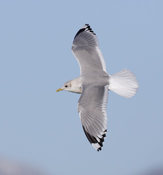 Mew / Common / Kamchatka Gull (Larus canus) photo