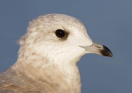 Mew / Common / Kamchatka Gull (Larus canus) photo