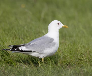 Common Gull (Larus canus) photo