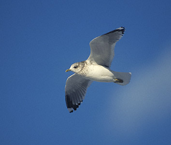 Mew Gull (Larus canus brachyrhynchus) photo image