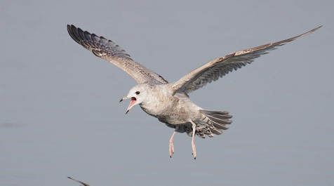 Mew Gull (Larus canus) photo