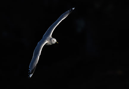 Mew Gull (Larus canus) photo