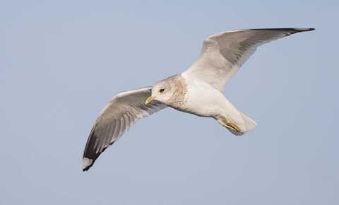 Mew Gull (Larus canus) photo