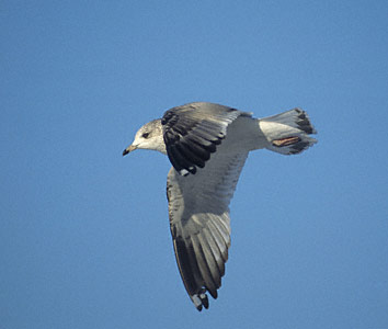 Mew Gull (Larus canus brachyrhynchus) photo image