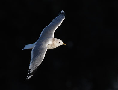 Mew Gull (Larus canus) photo
