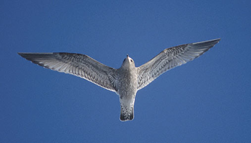 Mew Gull (Larus canus brachyrhynchus) photo image