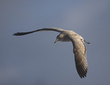 Mew Gull (Larus canus brachyrhynchus) photo image