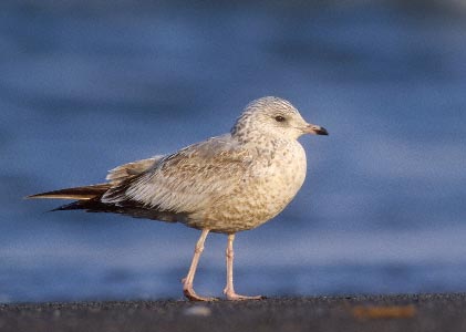 Mew Gull (Larus canus brachyrhynchus) photo image