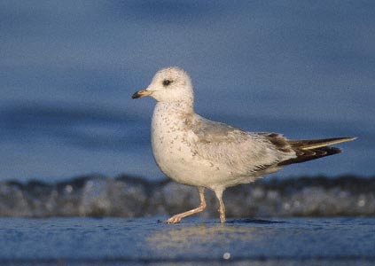 Mew Gull (Larus canus brachyrhynchus) photo image