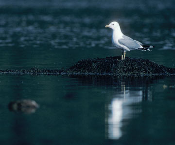 Mew Gull (Larus canus brachyrhynchus) photo image