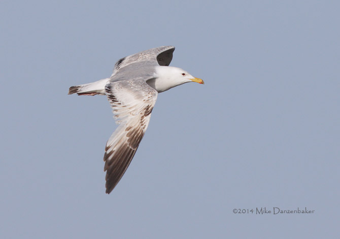 Mongolian Gull (Larus vegae mongolicus) photo