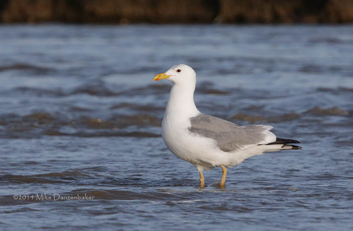 Mongolian Gull (Larus vegae mongolicus) photo