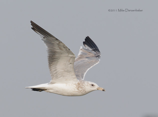 Mongolian Gull (Larus [vegae] mongolicus) photo
