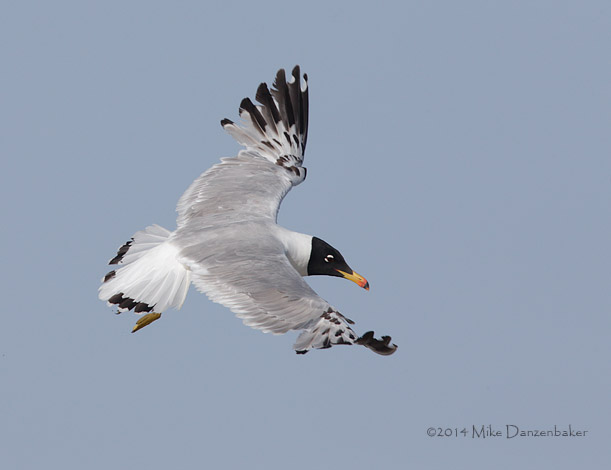 Pallas's Gull (Ichthyaetus ichthyaetus) photo