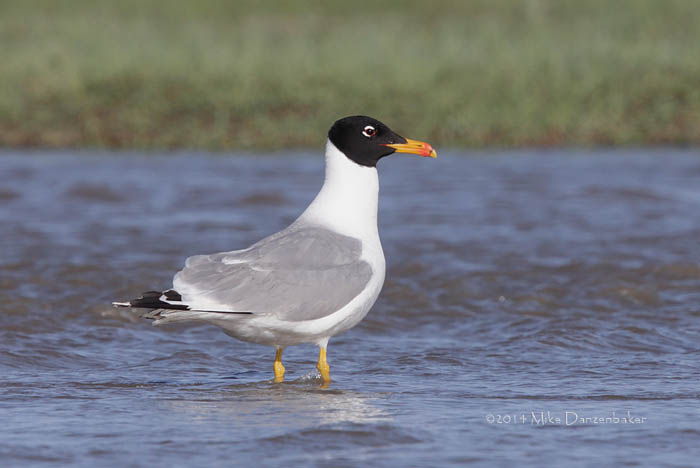 Pallas's Gull (Ichthyaetus ichthyaetus) photo