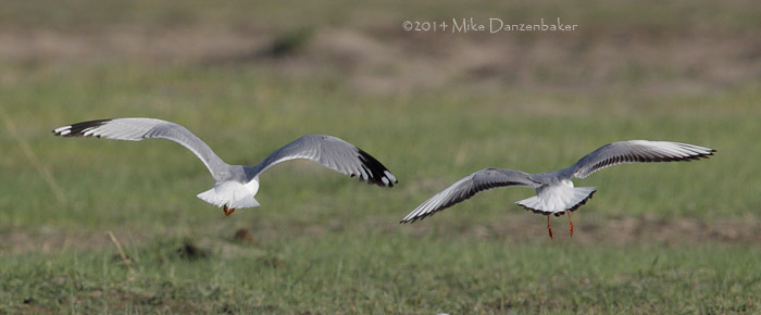 Relict Gull (Ichthyaetus relictus) photo