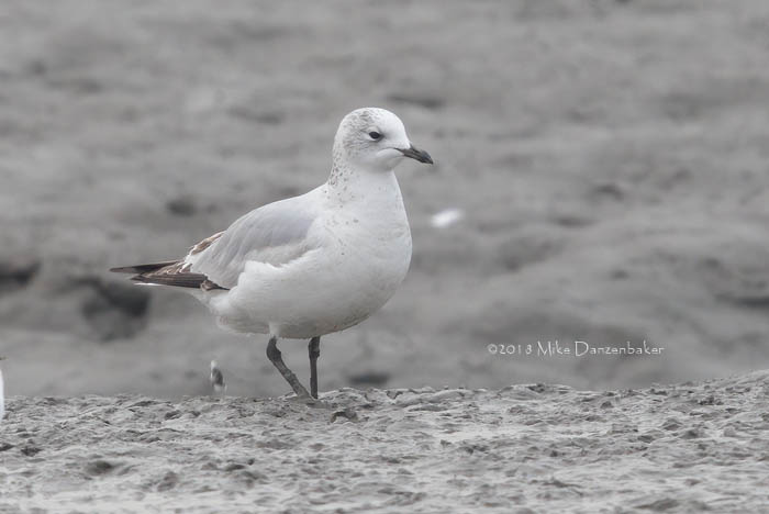 Relict Gull (Ichthyaetus relictus) photo
