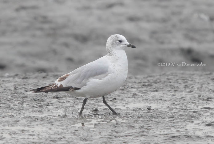 Relict Gull (Ichthyaetus relictus) photo