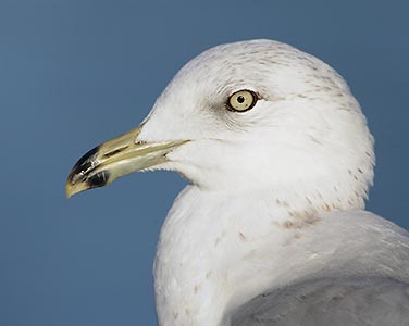 Ring-billed Gull (Larus delawarensis) photo