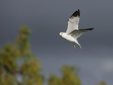 Ring-billed Gull (Larus delawarensis) photo
