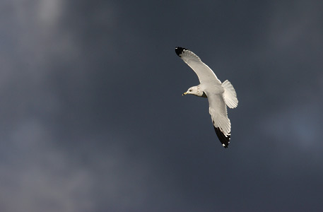 Ring-billed Gull (Larus delawarensis) photo