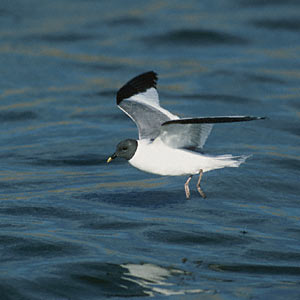 Sabine's Gull (Xema sabini) photo image