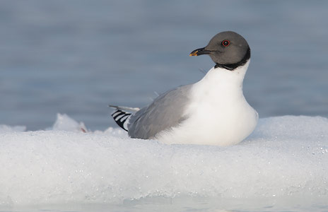 Sabine's Gull (Xema sabini) photo