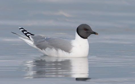 Sabine's Gull (Xema sabini) photo