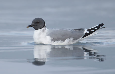 Sabine's Gull (Xema sabini) photo