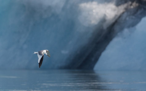 Sabine's Gull (Xema sabini) photo