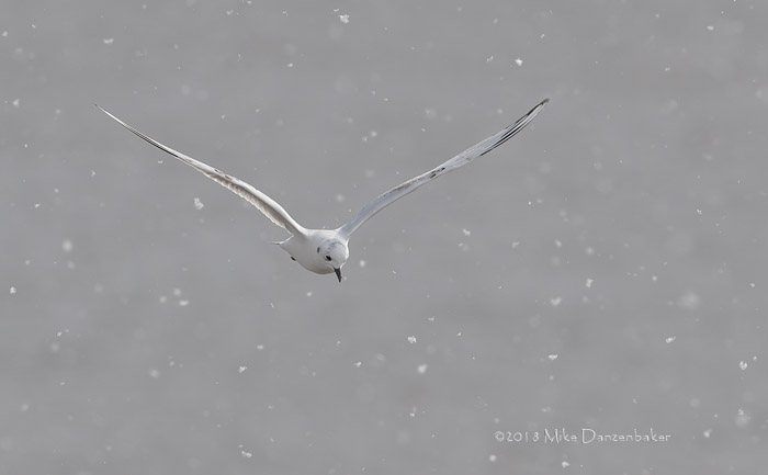 Saunders's Gull (Chroicocephalus saundersi) photo